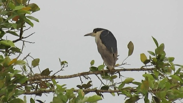 Black-crowned Night Heron - ML200960291