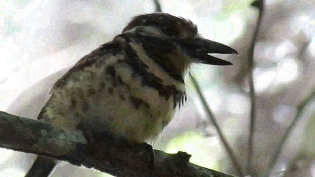 Two-banded Puffbird - ML200960361