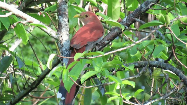 Squirrel Cuckoo - ML200960371