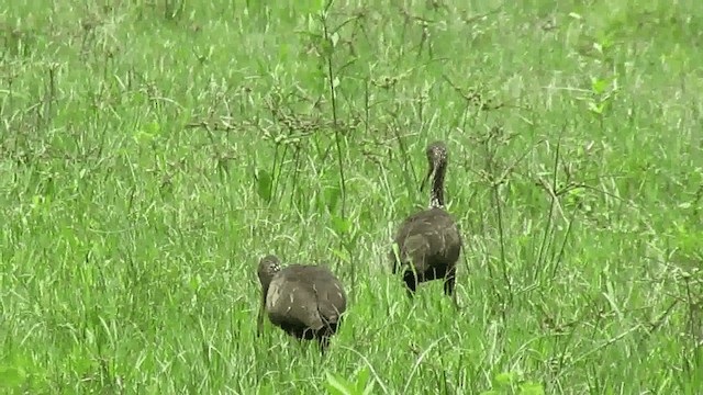 Limpkin - ML200960411