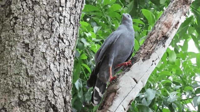 Crane Hawk - ML200960431