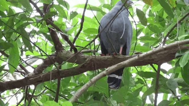 Crane Hawk - ML200960441