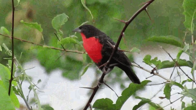 ムネアカマキバドリ - ML200960471