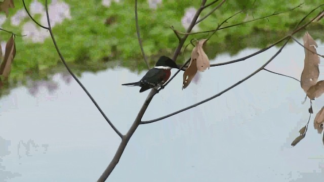 Green Kingfisher - ML200960491