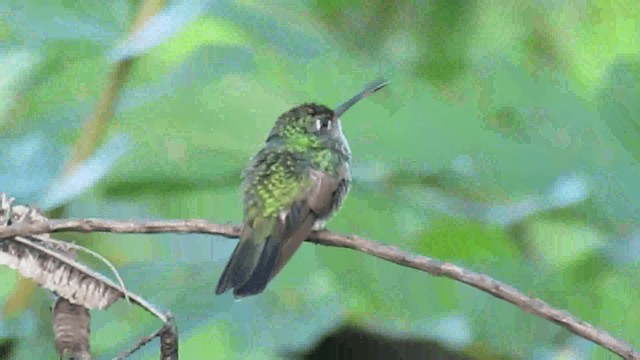 White-chested Emerald - ML200960541