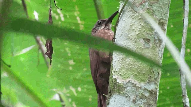 Cocoa Woodcreeper - ML200960591