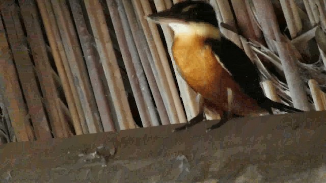 Green-and-rufous Kingfisher - ML200960601