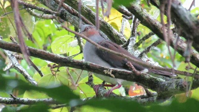 Gray-fronted Dove - ML200960611