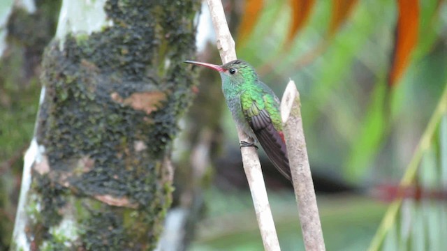 Rufous-tailed Hummingbird - ML200960651