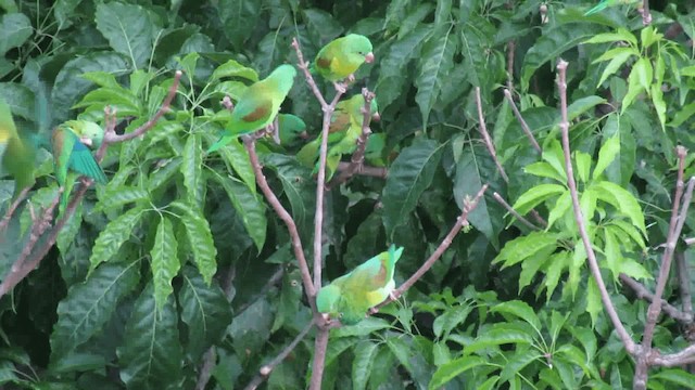 Orange-chinned Parakeet - ML200960681