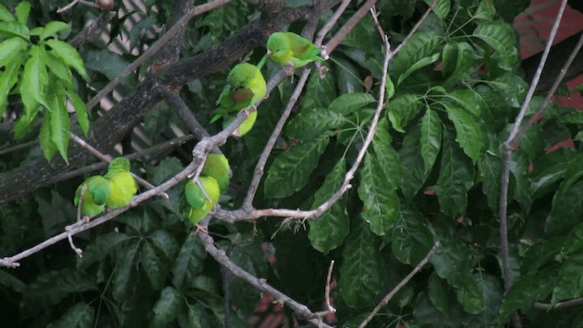 Orange-chinned Parakeet - ML200960691