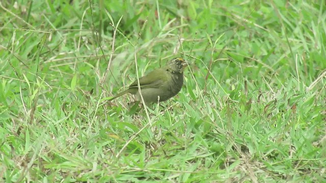 Yellow-faced Grassquit - ML200960701