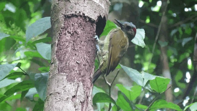 Golden-olive Woodpecker (Golden-olive) - ML200960751