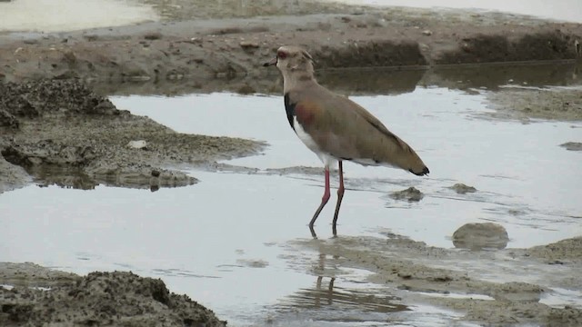 Southern Lapwing - ML200960801