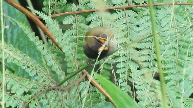 Yellow-faced Grassquit - ML200960841