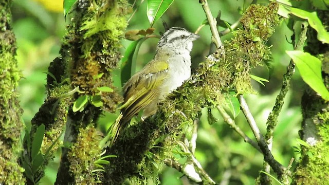 Black-striped Sparrow - ML200960851