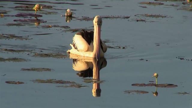 Australian Pelican - ML200960981