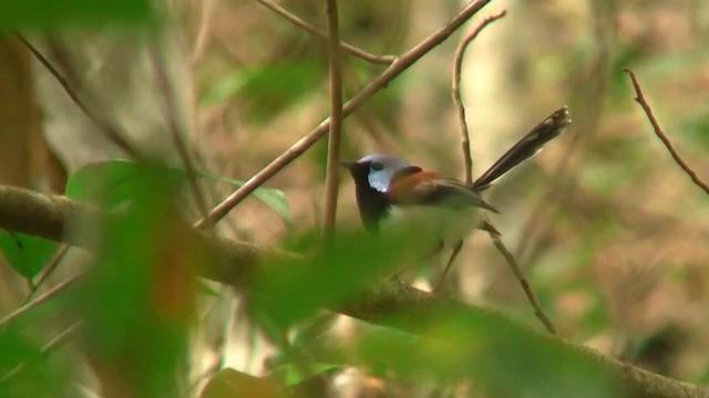 Lovely Fairywren - ML200961061