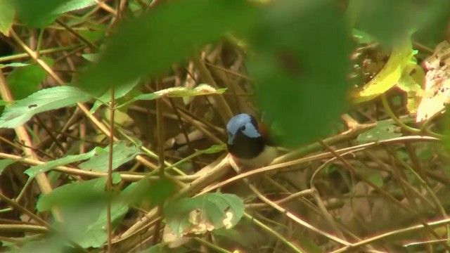 Lovely Fairywren - ML200961071