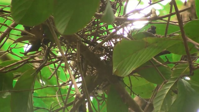 Wompoo Fruit-Dove - ML200961081