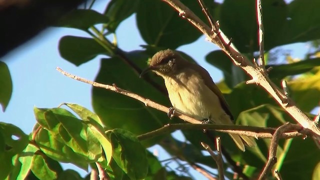 Dark-brown Honeyeater - ML200961101