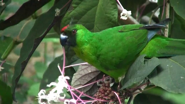 Yeşil Başlı Sorguçlu Papağan - ML200961351