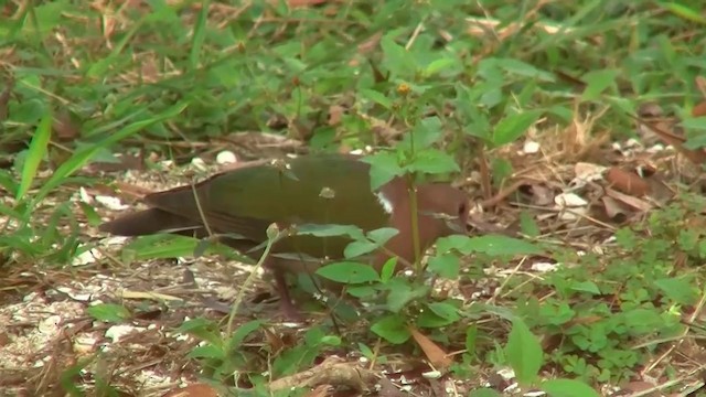 Pacific Emerald Dove - ML200961371