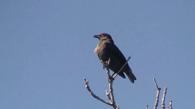 Striated Starling - ML200961421