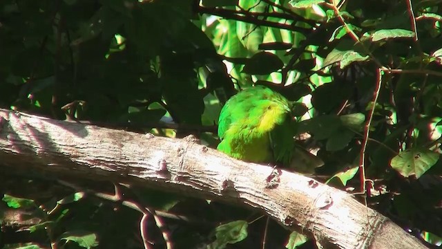 Yeşil Başlı Sorguçlu Papağan - ML200961441