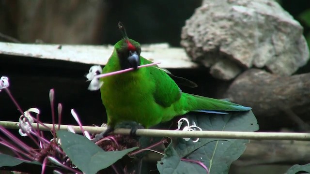 Perico de Uvea - ML200961451