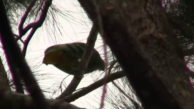 Cloven-feathered Dove - ML200961481