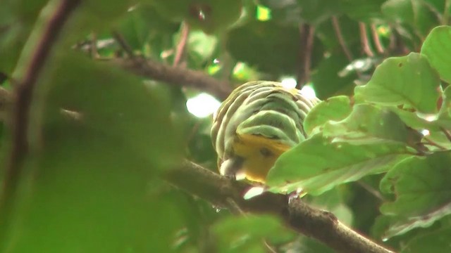 Cloven-feathered Dove - ML200961491