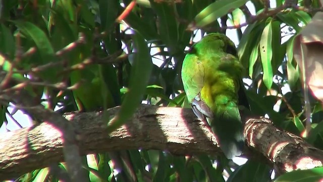 Yeşil Başlı Sorguçlu Papağan - ML200961551