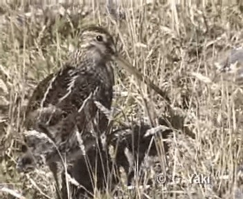 Magellanic Snipe - ML200961611