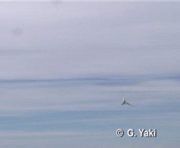 Petrel urdina - ML200961621