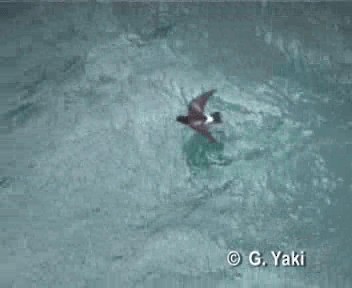 黃蹼洋海燕(oceanicus/exasperatus) - ML200961631