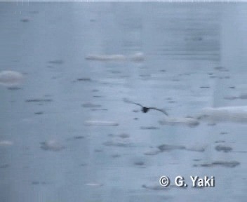 黃蹼洋海燕(oceanicus/exasperatus) - ML200961641