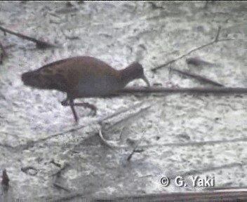 Plumbeous Rail - ML200961701