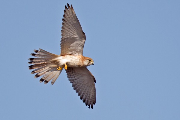 Nankeen Kestrel - Mat Gilfedder