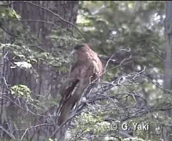 Chimango Caracara - ML200961711