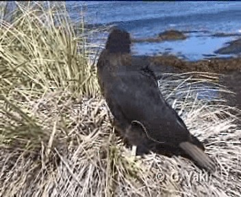 Striated Caracara - ML200961721