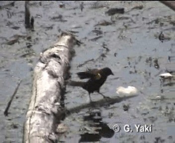 Yellow-winged Blackbird - ML200961791