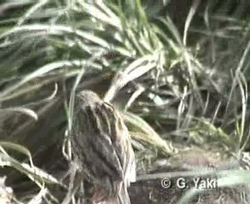 South Georgia Pipit - ML200961801