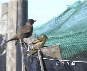 Black-chinned Siskin - ML200961811