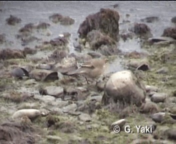 オビバネカワカマドドリ - ML200961831