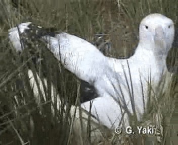 Snowy Albatross - ML200961921