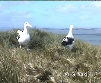 Snowy Albatross - ML200961981