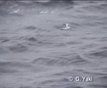 Southern Fulmar - ML200962011