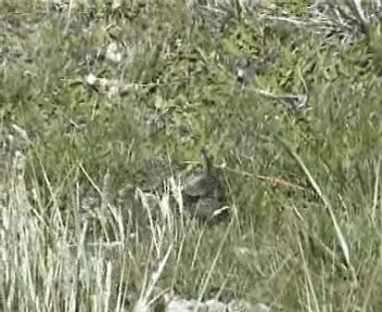 White-bridled Finch (Falkland) - ML200962041