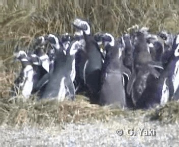 Magellanic Penguin - ML200962121